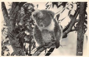 br106117 koala australian bear australia