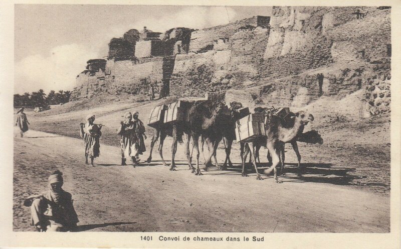 Camels caravan Africa postcard