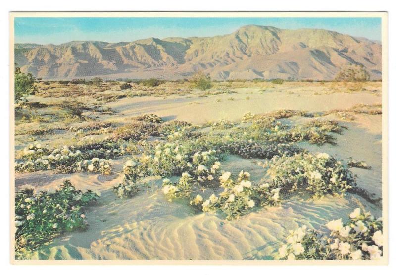 Arizona Gardens of the Desert Vintage Petley Postcard 4X6