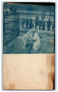 c1905 Zoo Bear Fight Cyanotype Detroit Michigan MI RPPC Photo Antique Postcard