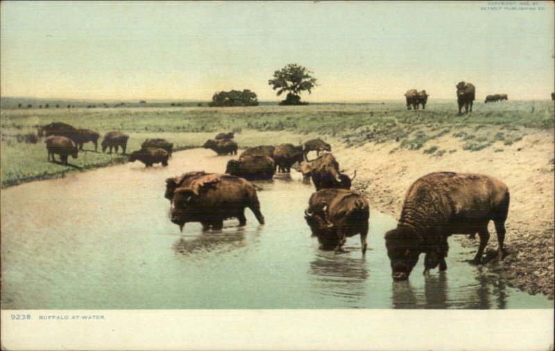 Detroit Unusual NON-WHITE BORDER Buffalo at Water c1910 Postcard
