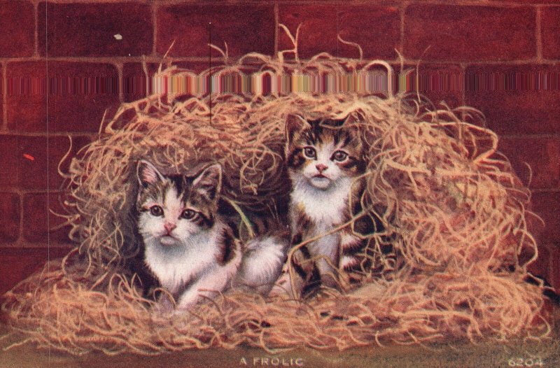 Vintage Postcard A Frolic Kittens Playing With The Rope 