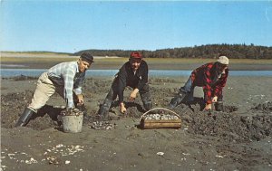 Five Islands Maine 1960s Postcard Pinkham Brothers Digging Maine Steamer Clams