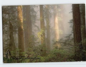 M-113462 Redwoods Hushed Atmosphere of a Cathedral-Like Forest