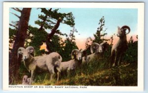 Mountain Sheep or Big Horn BANFF National Park CANADA Postcard