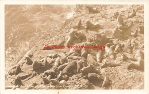 OR, Lions Caves, Oregon, RPPC, Sea Lions At Play, Photo No 15-560