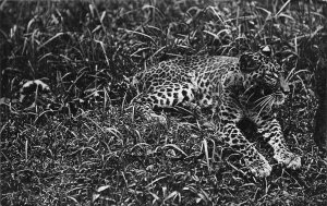 G65/ Interesting Real Photo RPPC Postcard c1920s Leopard Spotted Cat 7