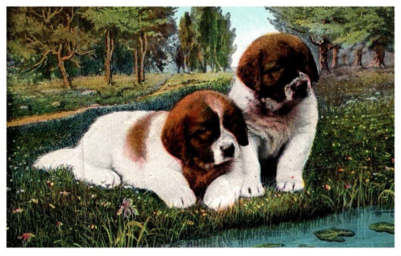 Dog , Saint  Bernard , Puppies
