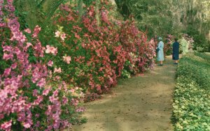 Vintage Postcard Magnolia Gardens Children Love Vistas Charleston South Carolina