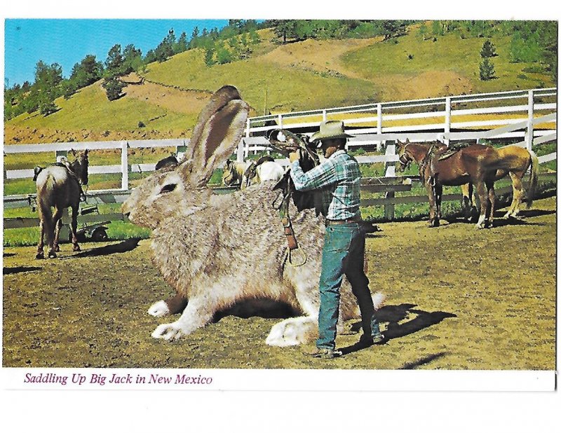 Cowboy Saddling Up Big Jack the Jackrabbit in New Mexico 4 by 6