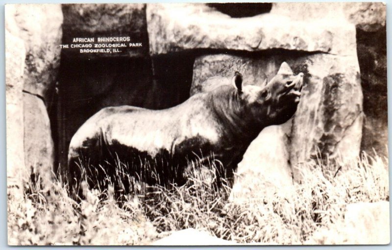 African Rhinoceros, The Chicago Zoological Park - Brookfield, Illinois