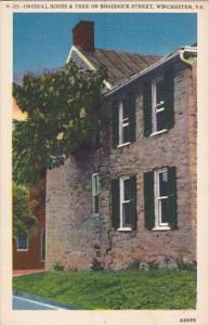 Unusual House & Tree on Braddock Street Winchester Virginia