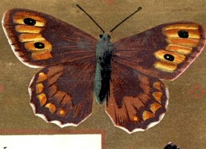 1880s Victorian Religious Card Butterflies Moths Bible Quotes F118