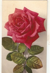 Flowers. Beautiful Redo Rose Nice old vintages Swiss postcard