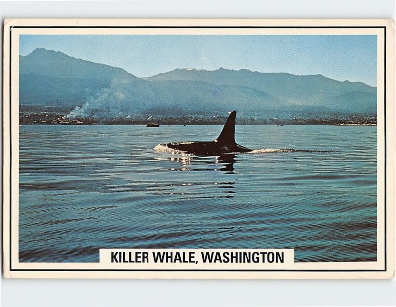 Postcard Killer Whale, Washington