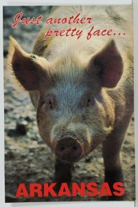 AR ~ Just Another Pretty Face ~ Arkansas ~ Adorable Pig Hog Postcard P10