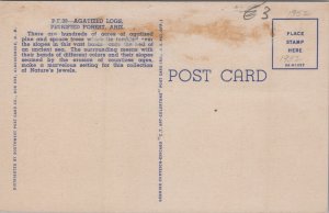 USA Arizona Petrified Forest Agatized Logs Vintage Postcard C304