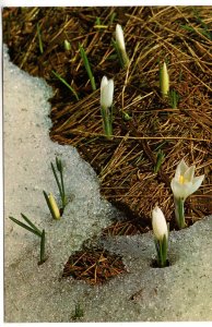 Spring Crocus, Switzerland, White Flowers Growing in Snow