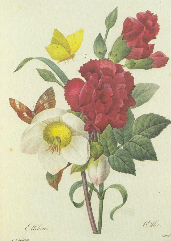 Oeillet Diantbus Caryophyllus French Flower Painting Postcard