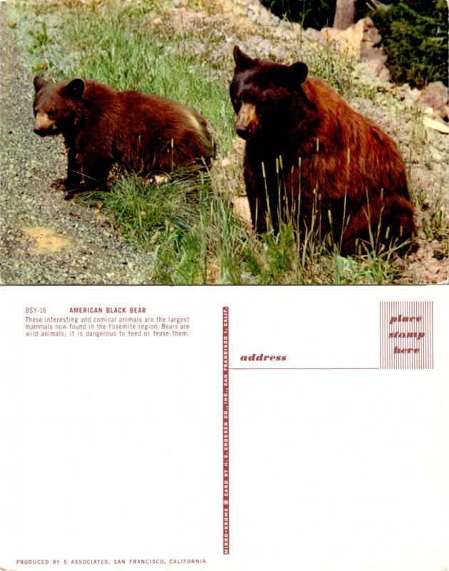 American Black Bear (11110)