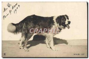  Vintage Postcard Dog Dogs