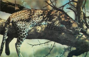 Tanzania Serengeti National Park leopard on tree postcard butterfly stamps