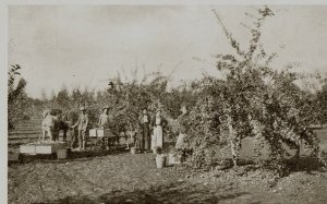 Postcard Early View of Apple Pickers at Hood River Apple Orchard in Oregon.  aa6