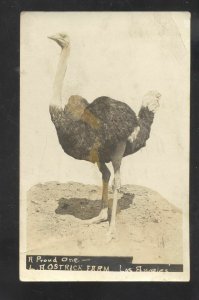 RPPC LOS ANGELES CALIFORNIA L.A. OSTRICH FARM ADVERTISING REAL PHOTO POSTCARD