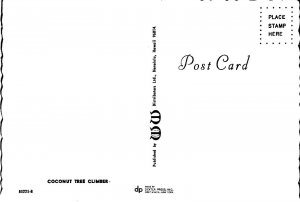 Vintage Native Hawaiian Coconut Tree Climber Honolulu Hawaii PC2922