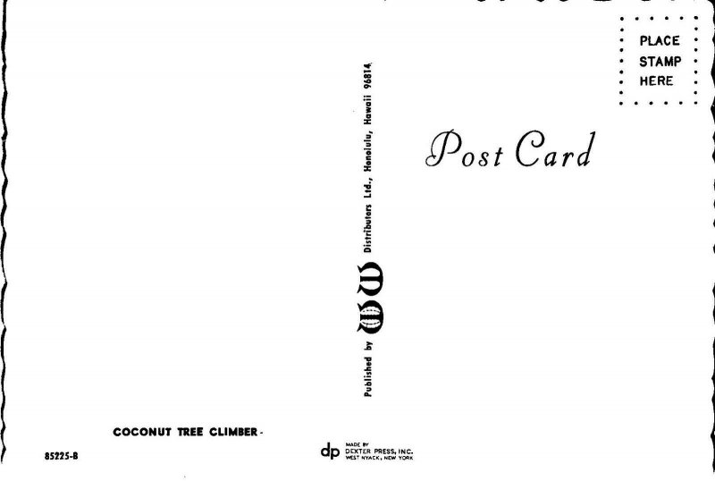 Vintage Native Hawaiian Coconut Tree Climber Honolulu Hawaii PC2922