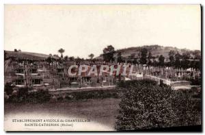 Old Postcard poultry Establishment of Chanteclair St. Catherine Honey Bee