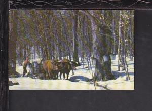 Maple Sugar Time Postcard 