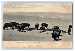 1908 Leaders Of The Herd at the Philip Buffalo Pasture, Loganville WI Postcard