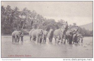 Elephants In River Ceylon Sri Lanka