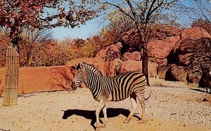 Zebra at Forest Park Zoo St Louis, Missouri, USA 1964 