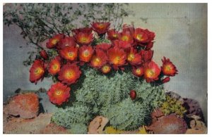 Hedgehog Cactus Also Know As Strawberry Cactus Postcard