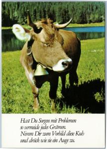 postcard Cow with eyes closed - from Germany