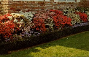 Mississippi McComb Azaaleas In Full Bloom