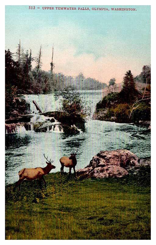 Postcard ANIMAL SCENE Olympia Washington WA AR1085