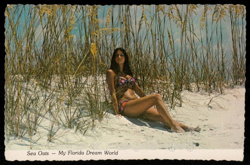 Sea Oats - My Florida Dream World