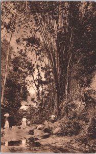 Trinidad And Tobago River Scene Vintage Postcard 05.42 
