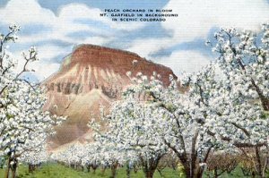 CO - Mt. Garfield, Peach Orchard In Bloom