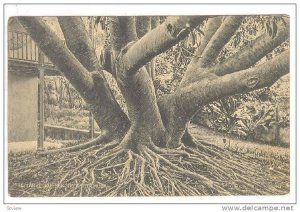 The Large Rubber Tree, Bermuda, 00-10s