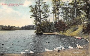 Ducks, Weequahic Park in Newark, New Jersey