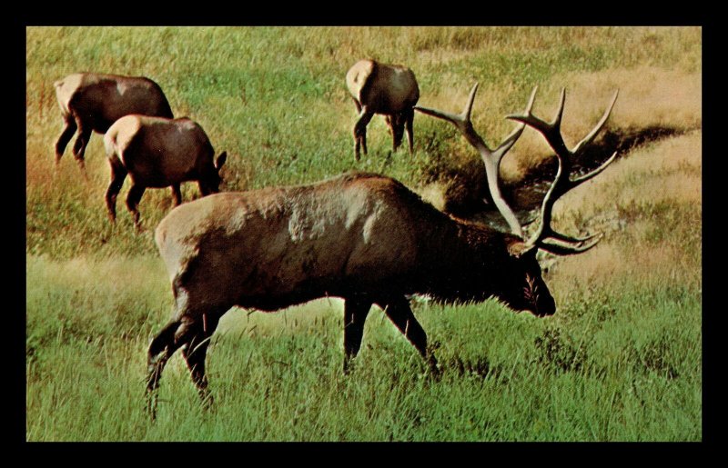 Vintage Huge Elk Laramie WY Pray for Peace Cancel Postcard 5-68 