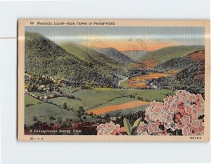 Postcard Mountain Laurel State Flower of Pennsylvania Beautiful View of PA USA
