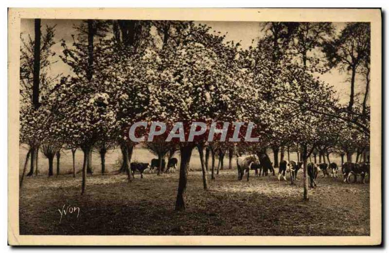 Old Postcard The closed SAint Marc on the road to Rouen Grand Couronne Cows