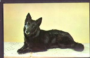 Belgian Sheepdog Post Card PC2331