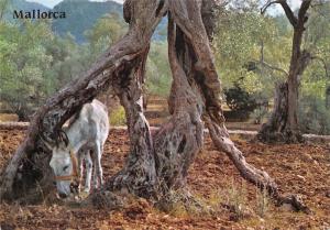 BG35404 mallorca donkey olivos milenarios spain