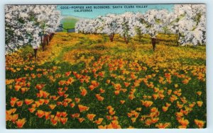 SANTA CLARA COUNTY, CA ~ POPPIES & BLOSSOMS Orchard Scene c1940s Postcard